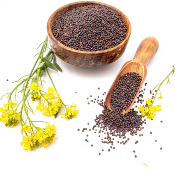 GM Mustard Seed Andra