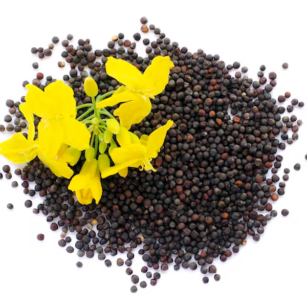 GM Mustard Seed Andra - Image 2